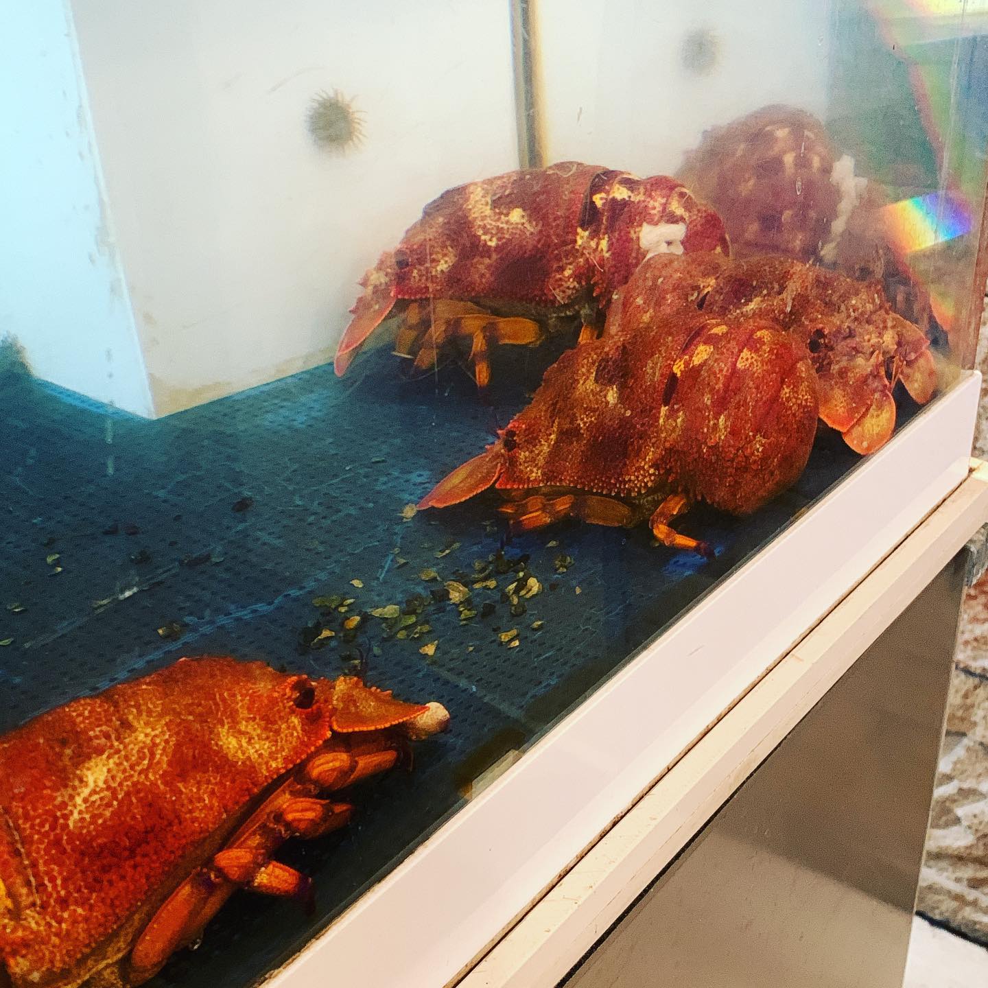 クツエビ入りました️
https://www.wakayama-kishugura.com
TEL 0734994080