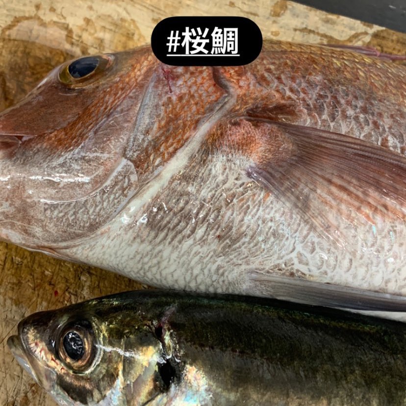 昼釣りの加太沖＃桜鯛

えぇわ
久々投稿

https://www.wakayama-kishugura.com


TEL  0734994080