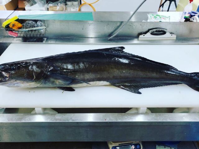 串本港より

黒カンパチ（スギ）16kg
週明けくらいが食べ頃か？

昼釣りのアジ、サバ入ってます

https://www.wakayama-kishugura.com

#紀州蔵の生産者さん生産地のわかるおせち
#おせち
#紀州蔵粋
#Wakayama
#Localcuisine
#Seafood
#Organicvegetables
#ClassAGourmet
#5bubblereview
#Dayfishingwakayama
#地魚
#地野菜
#自然栽培野菜
#無農薬
#有機野菜
#和歌山食材
#和歌山
#紀州農レンジャー
#片山農園
#海自然農園
#紀南鮮魚
#加太沖鮮魚
#自家農園は
#地産地消
#地産訪消
#紀州食材コース
#昼釣り
#串本産
#お皿のどこかに和歌山を
#和歌山県産品料理勉強会

TEL  0734994080