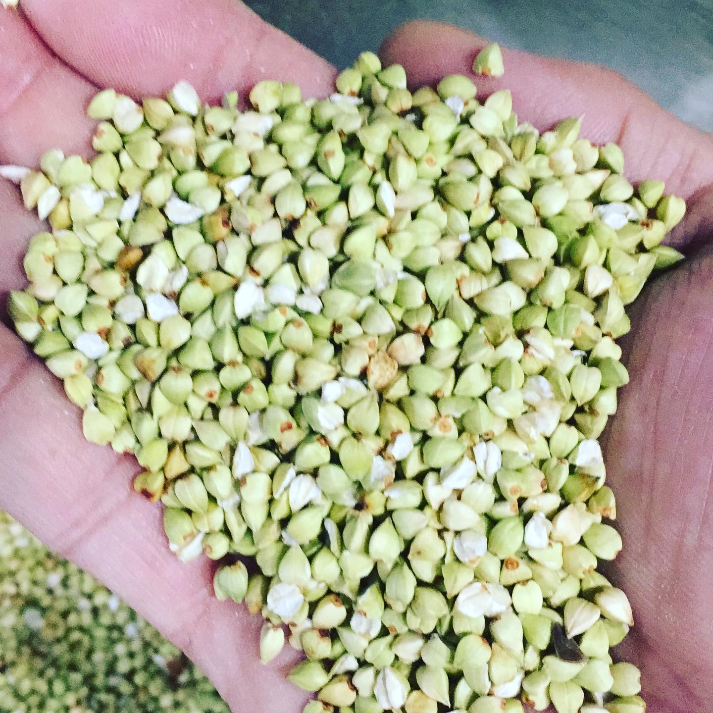 当店の蕎麦は全て自然栽培の蕎麦の実を使用しています！

農薬や肥料を使わない農法で育てられ、土の本来持つ力をそのまま吸収した蕎麦の実は香りも味も凄く力強いです！

蕎麦好きの人はもちろん、まだ美味しいお蕎麦は出会ってない方も是非食べにいらして下さい