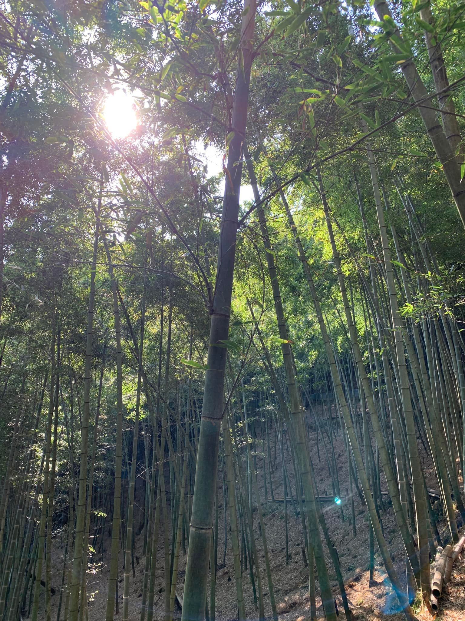 掘ってきます