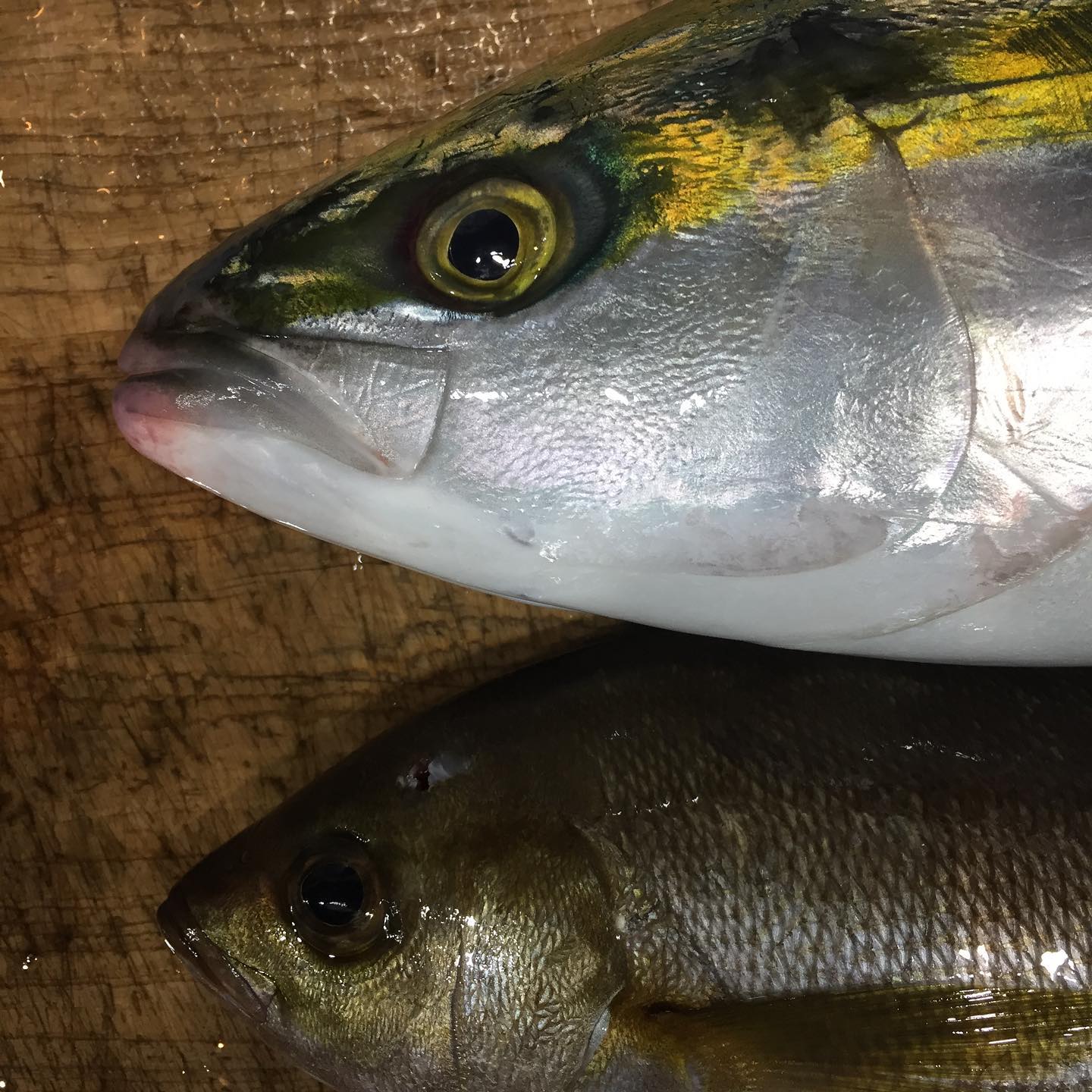 昼に釣れたばかりのハマチとイサキです！

他にも天然のお魚入荷してます
ご来店宜しくお願いします