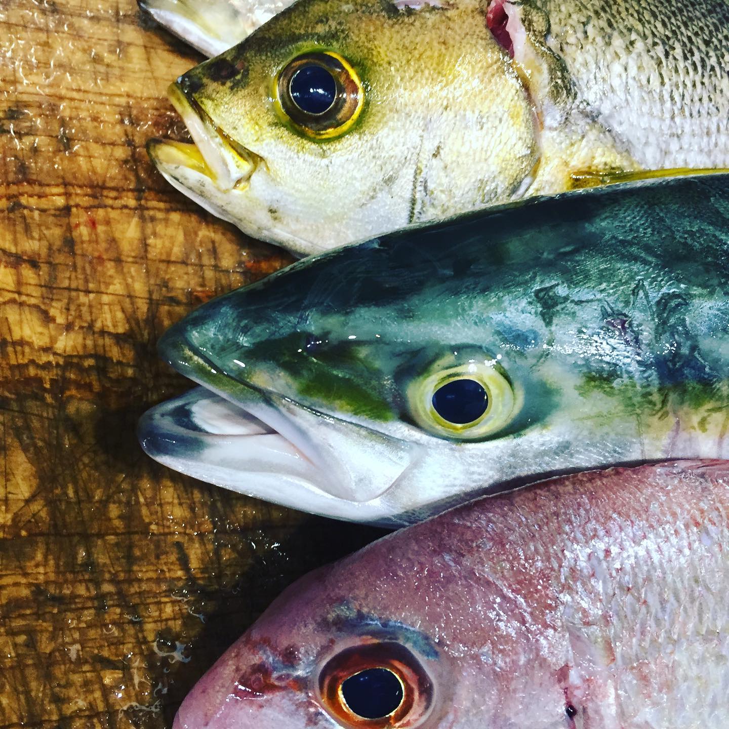 本日入荷！昼釣りの加太のお魚です

イサキやアジもしっかり脂が乗って旨いですよー
